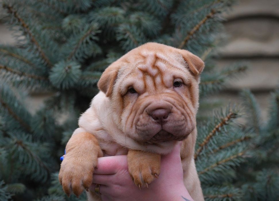 Продаються цуцики породи Шарпей