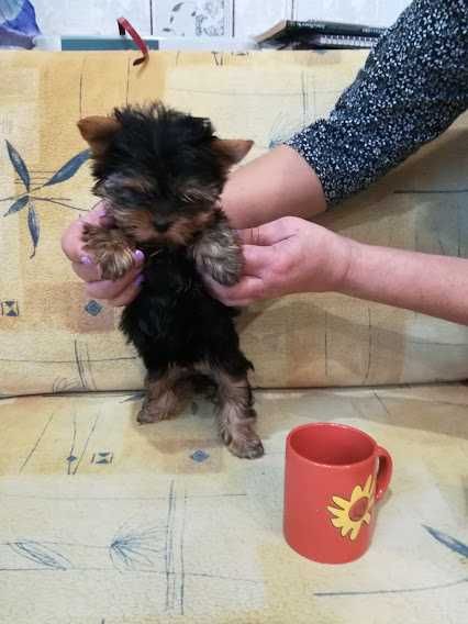 Йорки, що підкорюють серця – чарівні малюки для щасливої сім’ї