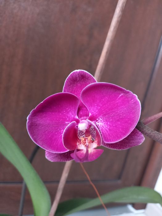 Продам квітучу орхідею