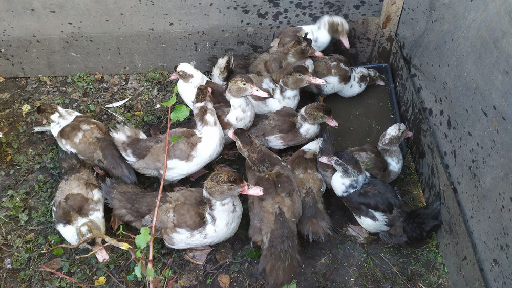 Молодняк индоуток (шипуны) 2025