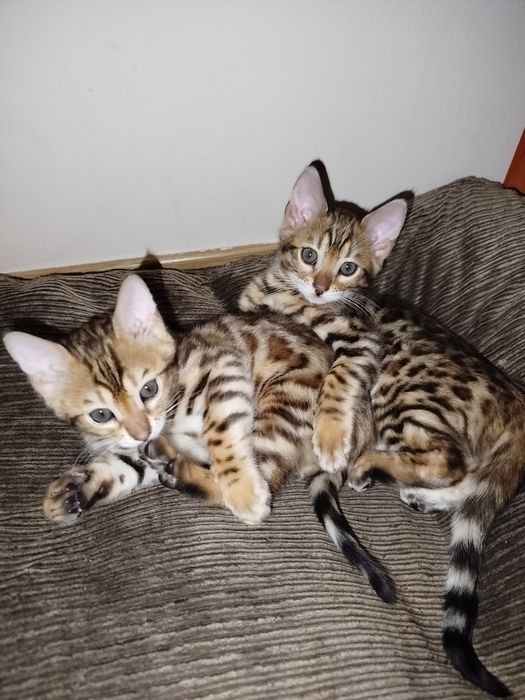 Кошенята бенгальські