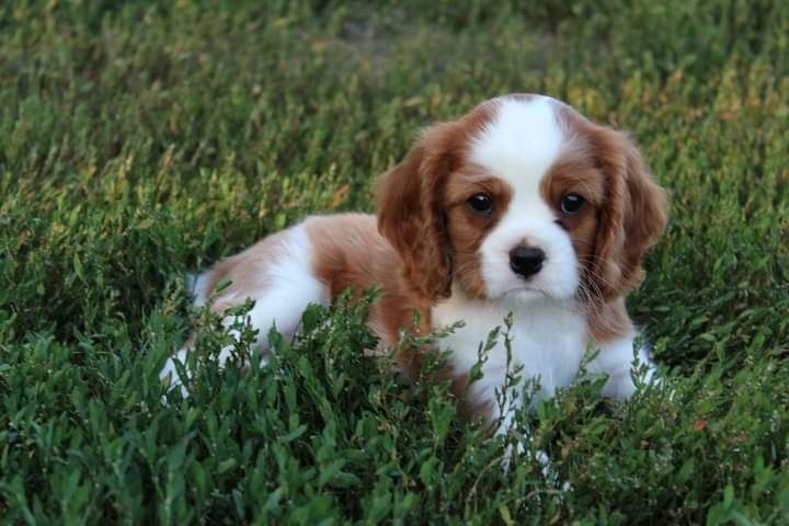Cavalier King Charles Spaniel szczeniak  super piesek