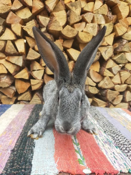 Кролі на плем'я Шиншила. Кролики, молодняк,кітні самки, робочі самці