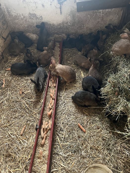 Na sprzedaż młode króliki. (Samce i samiczki)