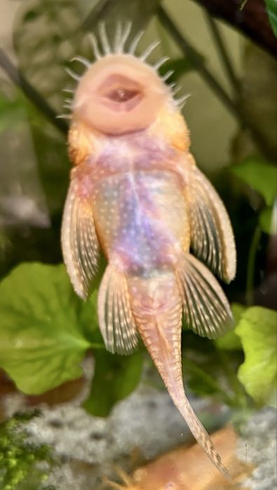 Zbrojnik, glonojad żółty dorosła para.