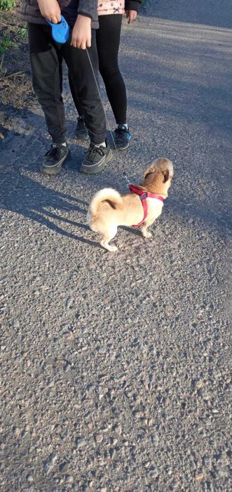 Вязка, случка, самец чихуа-хуа