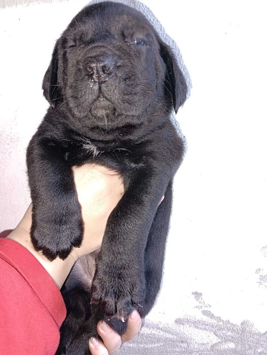 Cane Corso italiano com LOP e Afixo