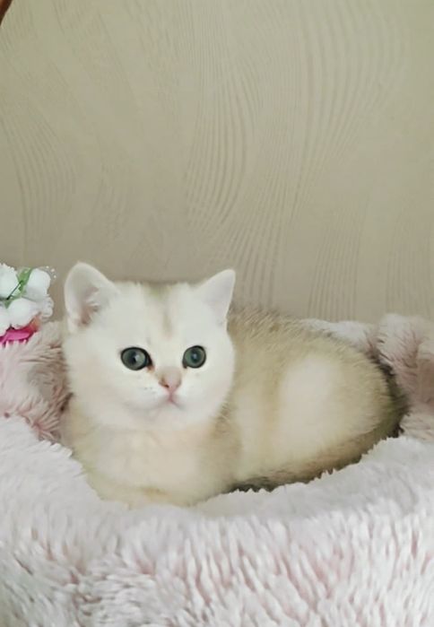 Дівчинка і хлопчик сріблясті шиншили