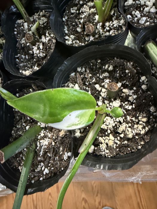 Philodendron pink princess e white princess