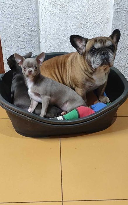 Дівчинка - чихуахуа лілова , у продажу.