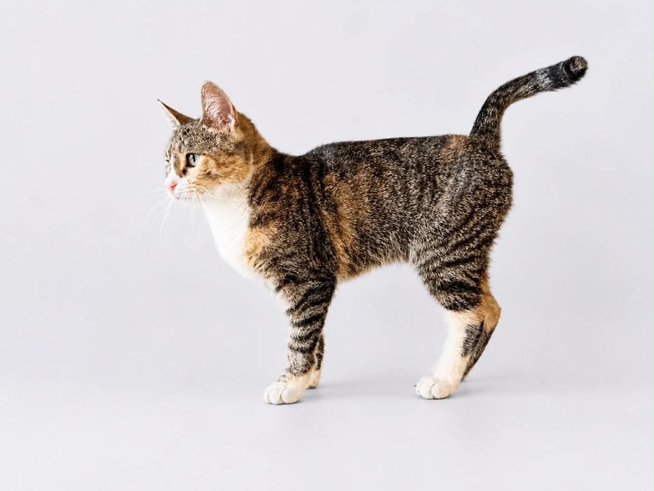 Kasia - kotka do adopcji!