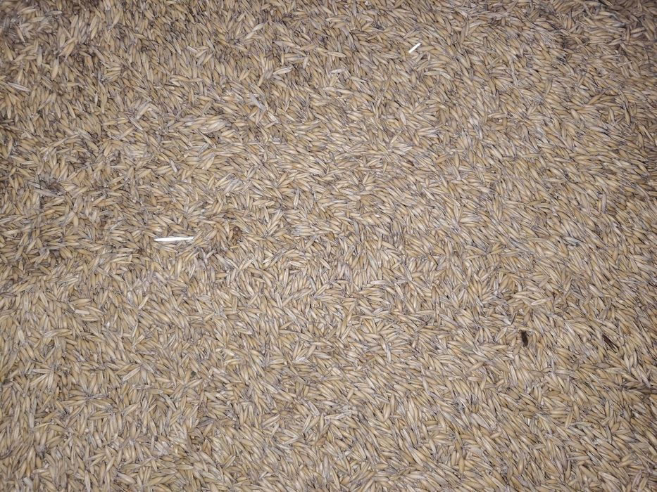 Owies Tegoroczny Możliwość Transportu