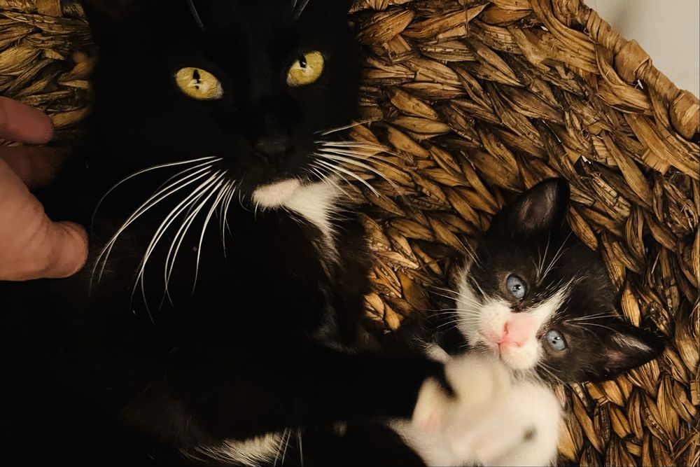 Quatros gatinhos