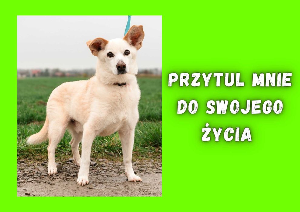 KUMIK - marzy o nowym domu i rodzinie