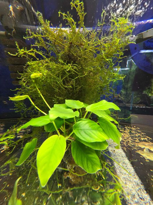 Rośliny akwariowe - anubias na skale