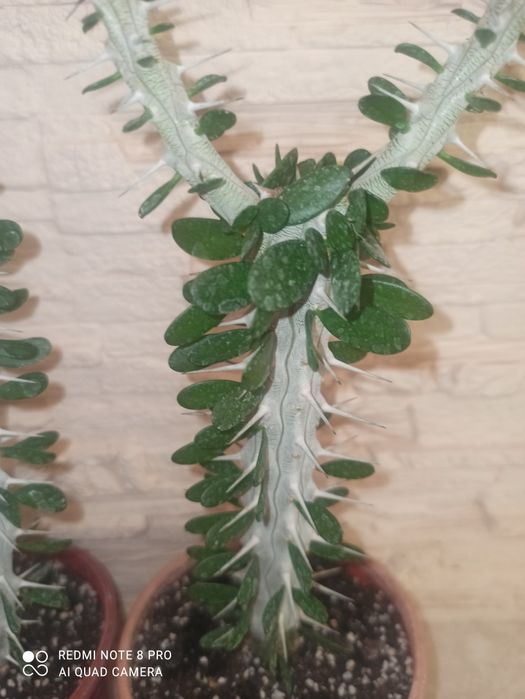 Аллюодия procera