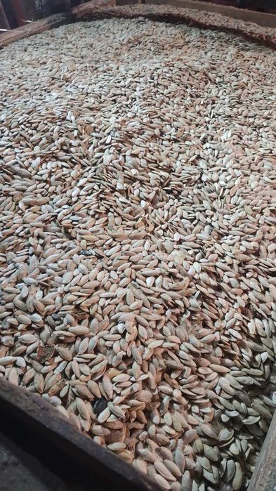 Гарбузове насіння