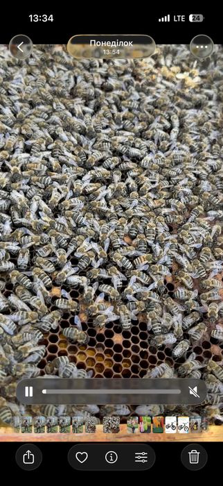 Продам Бджоло сімʼї ‚Відводи.ціна договірна