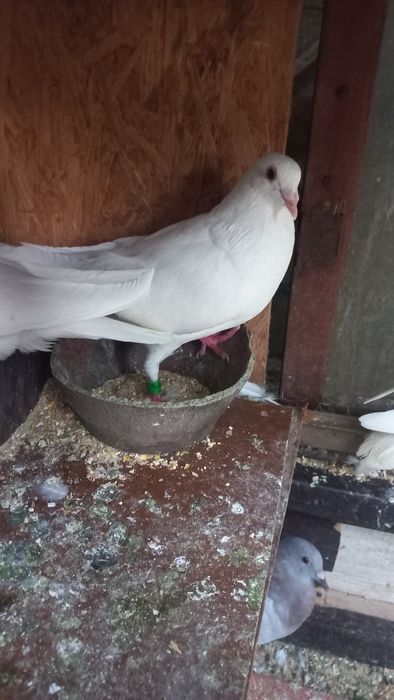 Vendo pombos de varias raças