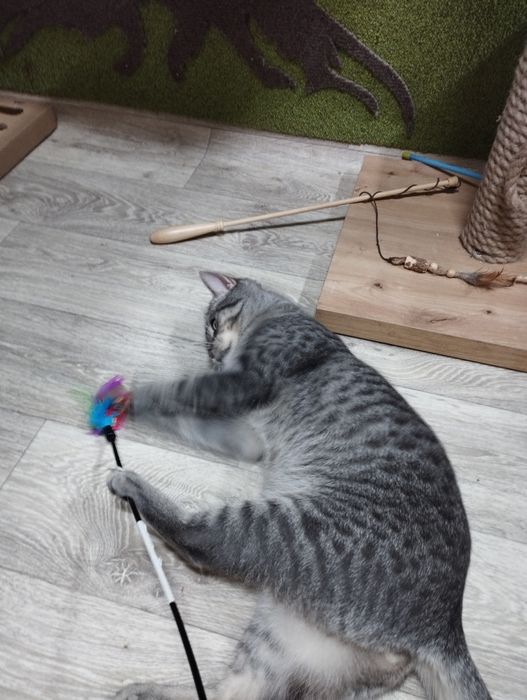 Puchaty słodziak Grey czeka na dom