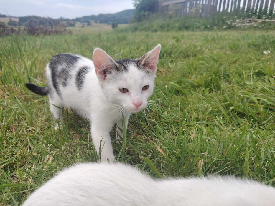 Zwierzęta koty do adopcji