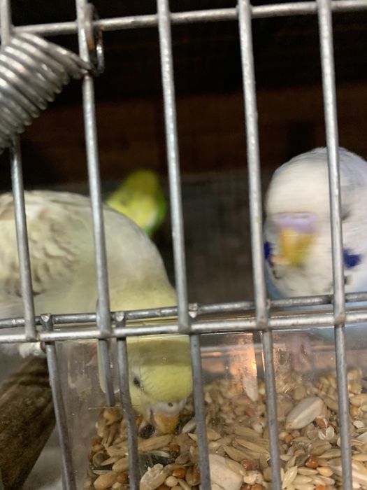 Varios periquitos disponiveis