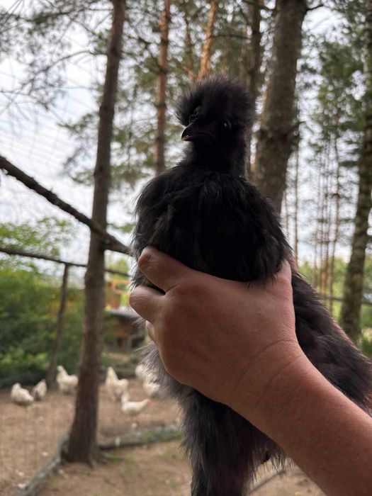 Kurki Koguty Silki Jedwabistej oraz kurczęta odchowane