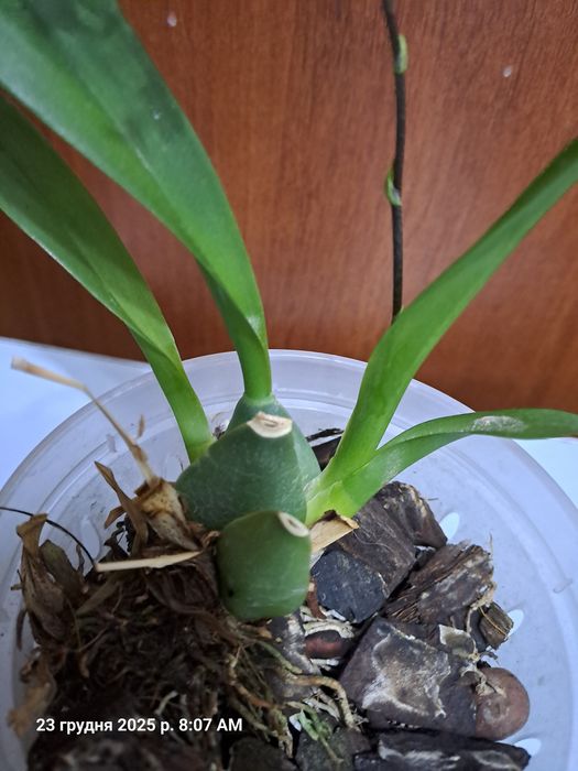 Онцидіум твінкл (Oncidium Twinkle)