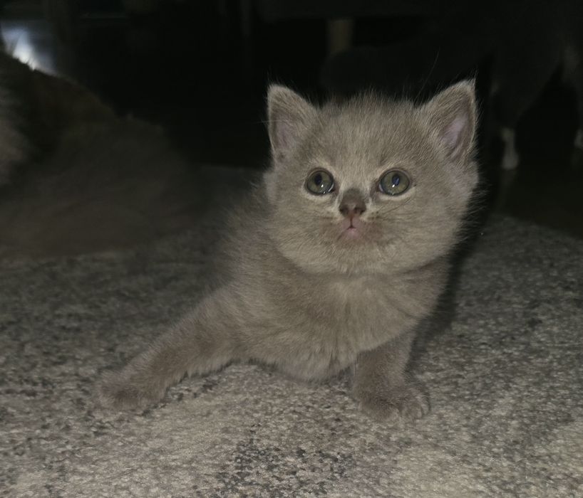 Liliowy kocurek Brytyjski