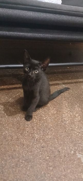 2 Gatinhos Machos Bebés para Adoção (Nascidos a 10/05/2026)