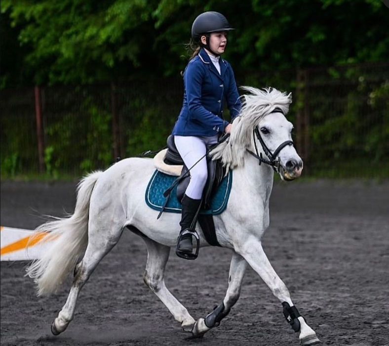 Kuc A1 126 cm sprzedaż Mistrz Śląska 2025