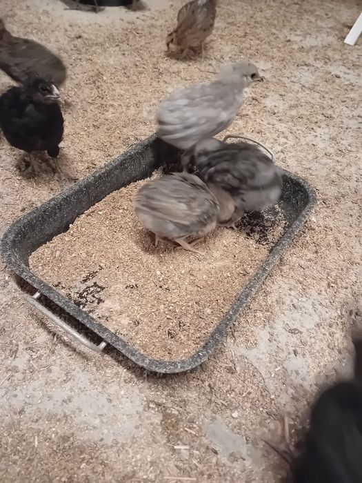 Kury Kury araucany naturalne ekologiczne pisklaki araucany kury