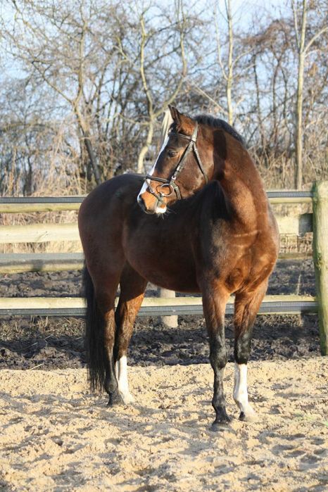 3,5 letni ciemnogniady wałach SP ze świetnym ruchem