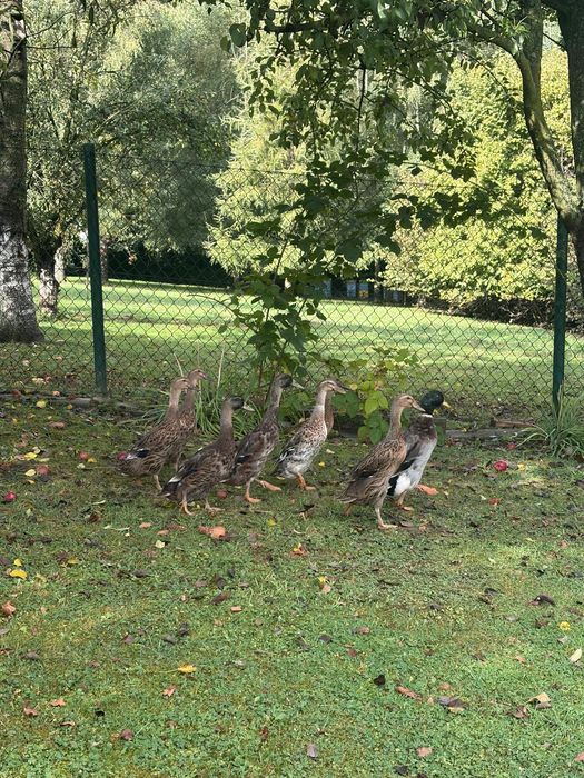 Sprzedam kaczuszki biegusy