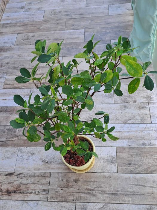 Kwiat Ficus microcarpa Moclame