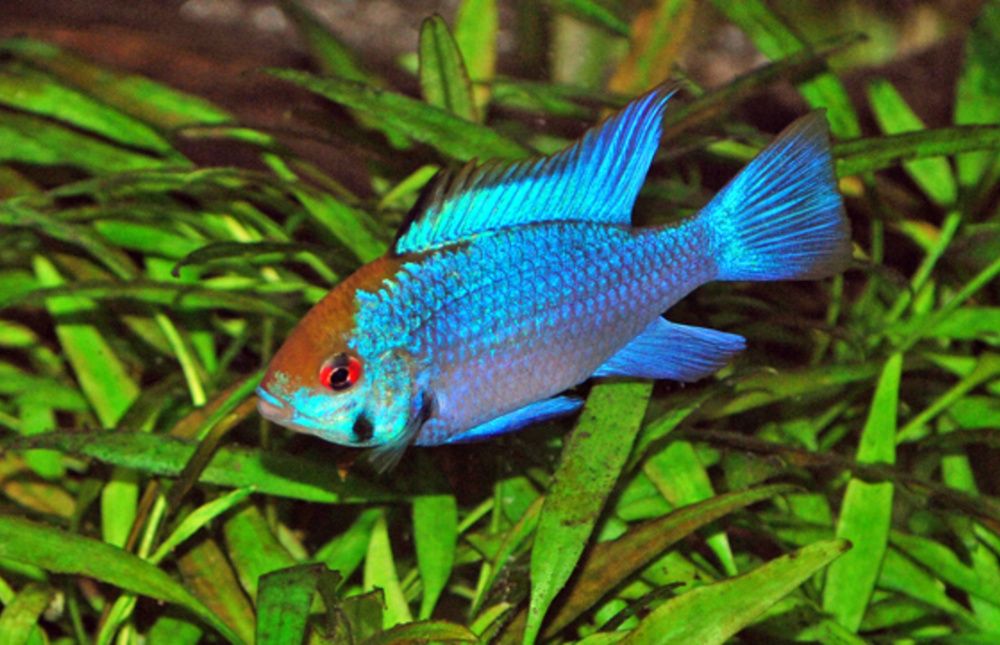 Pielęgniczka ramireza electric blue