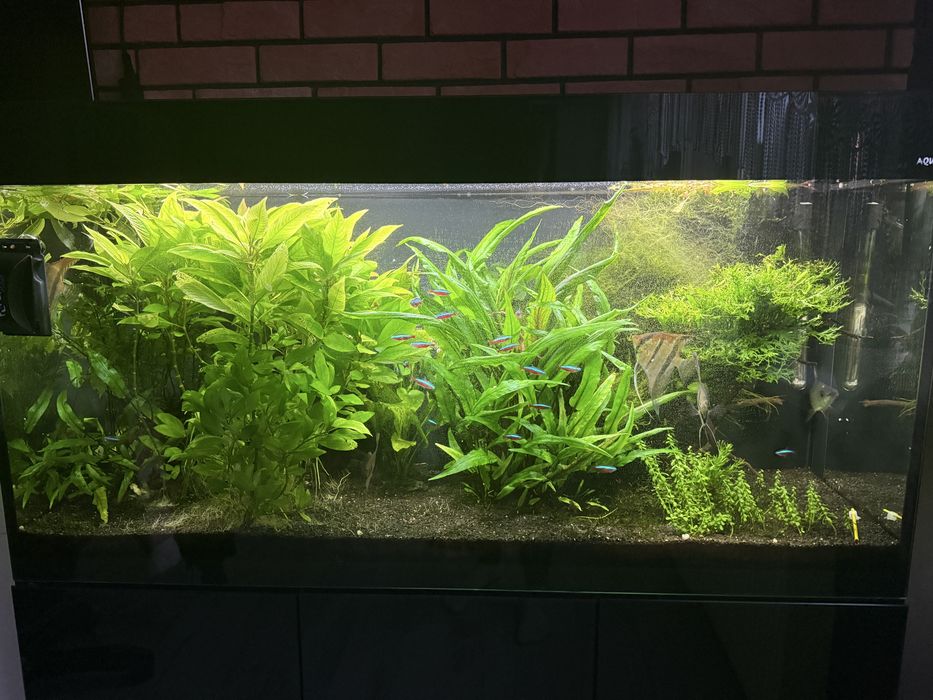 Akwarium Aquael glossy 260