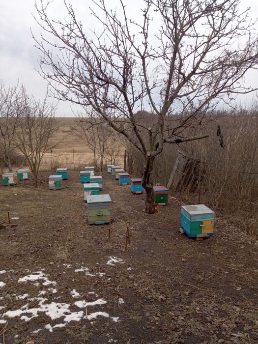 Продам пасеку сімї с  уліками