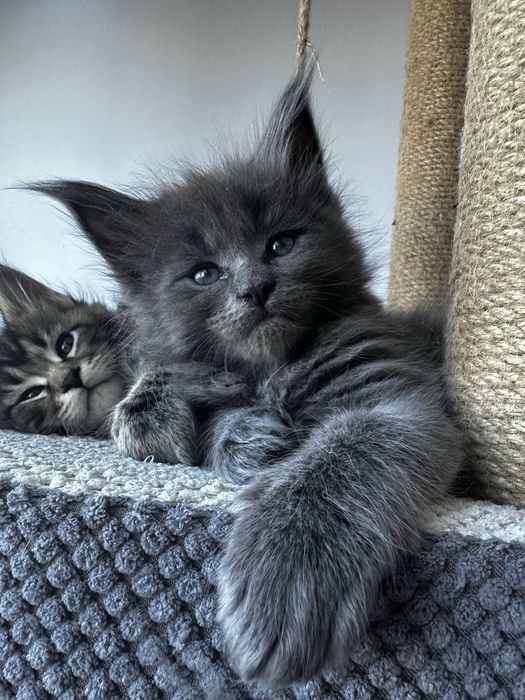 Котята Мейн кун из проф питомника