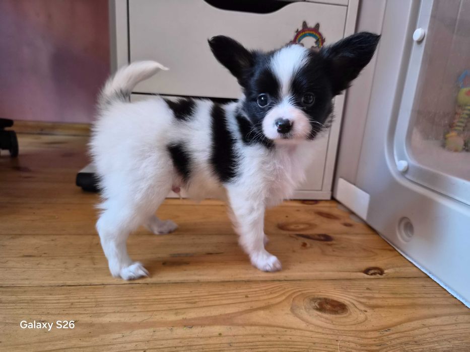 Papillon Spaniel Kontynentalny tricolor