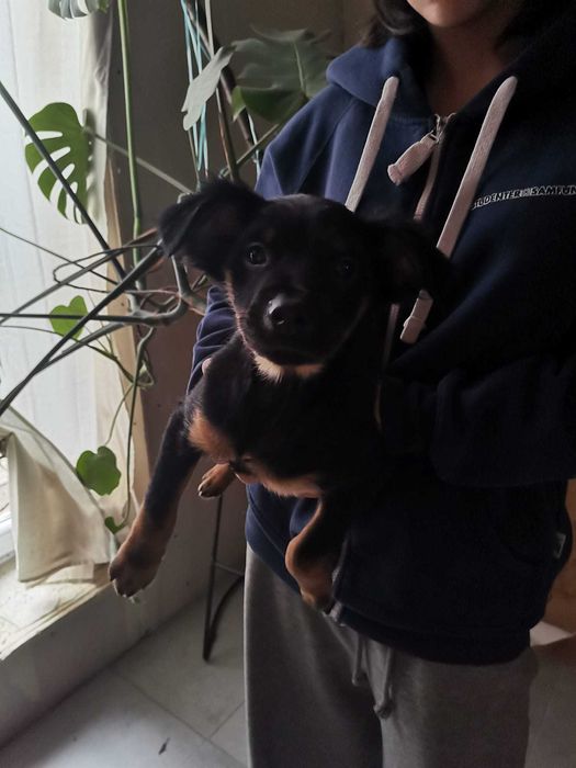 Szczeniaki do oddania