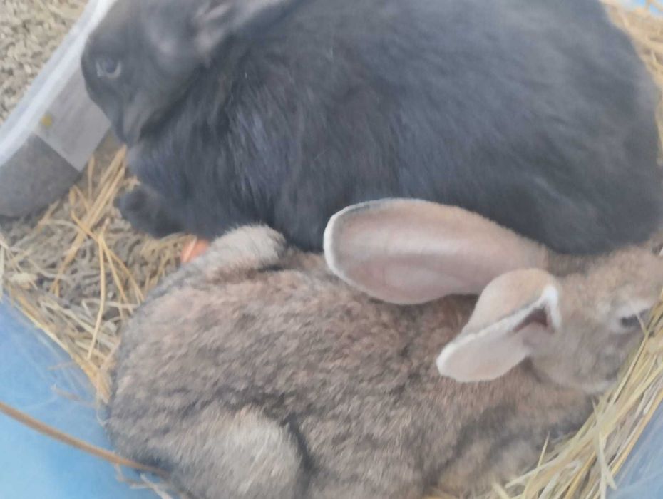 Coelhos criados com verduras e cereais