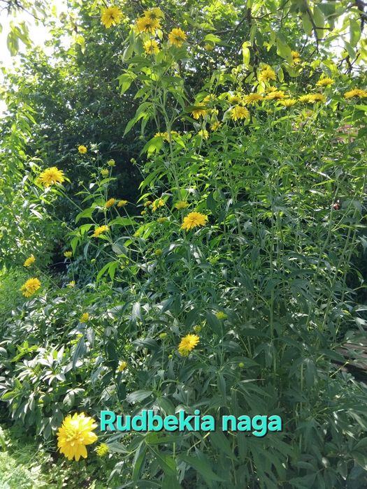 Kwiatki ogrodowe