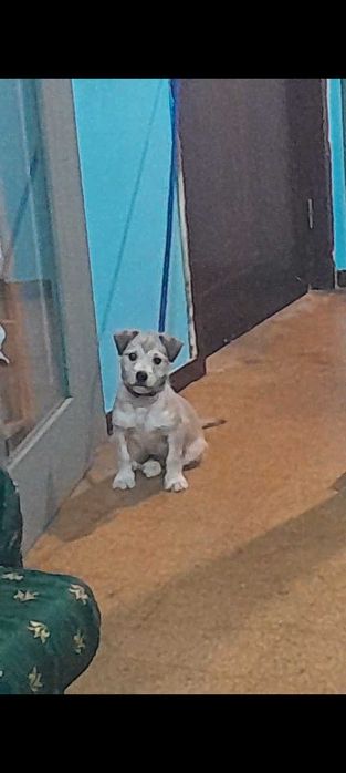 Cao para adoção 3 meses