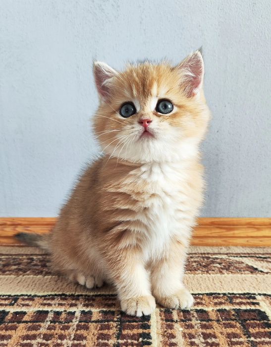 Кошеня Золота шиншила