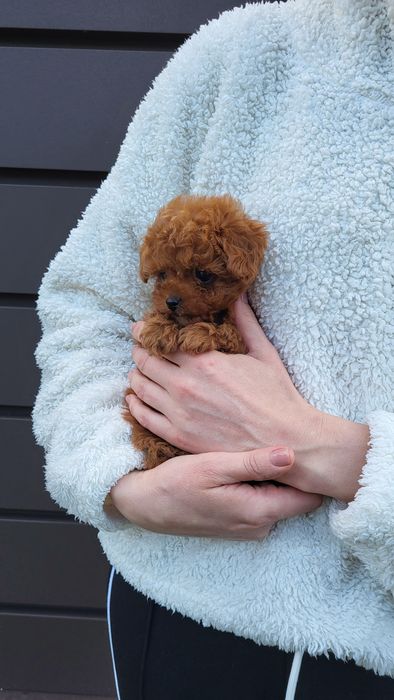 Мальтіпу, Той пудель хлопчик Китай, тікап (teacup Poodle )