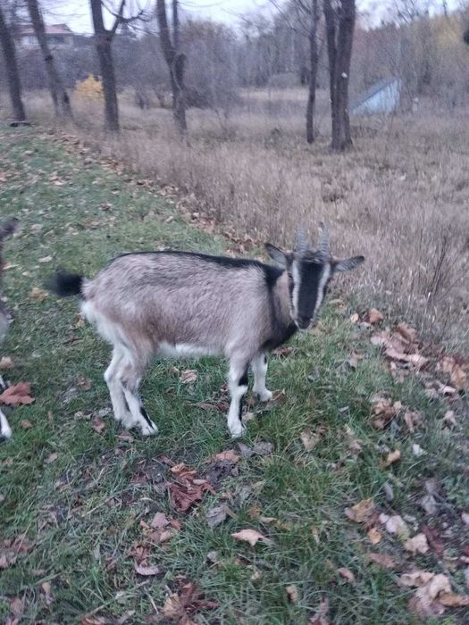Продаються 4 кози (2 дойні та 2 - вік 9,5 місяців)