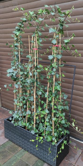Żywopłot duży bluszcz Hedera Helix 160cm-200cm