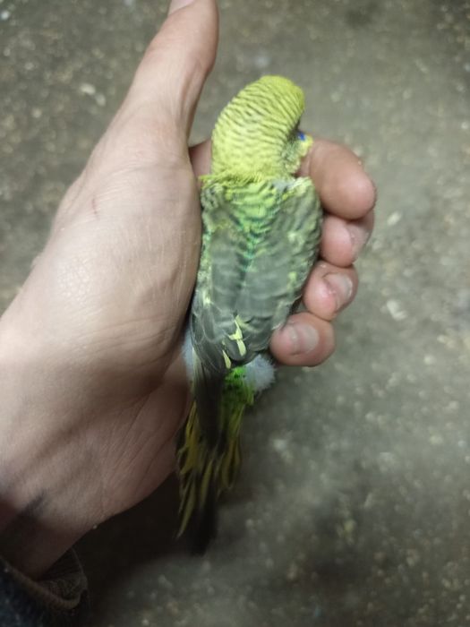 Periquitos várias mutações