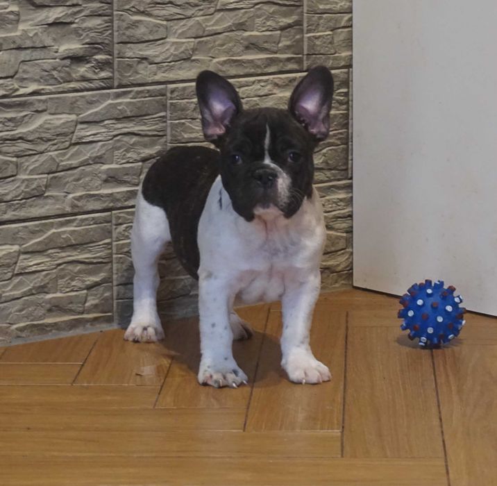 biało-czarny piesek buldog francuski